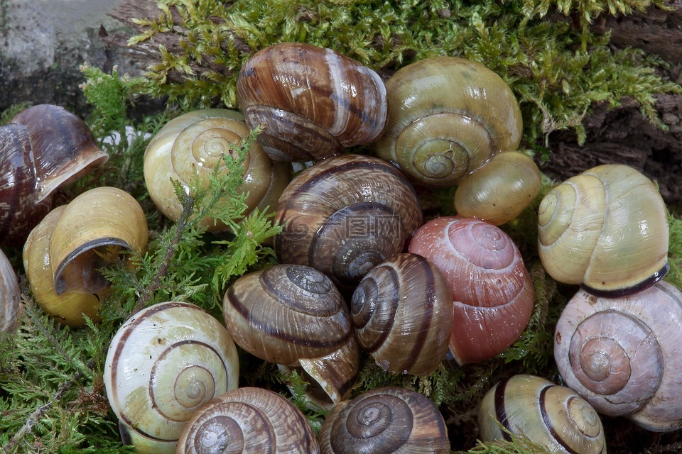 蜗牛壳,arianta arbustorum,schalenweichtiere