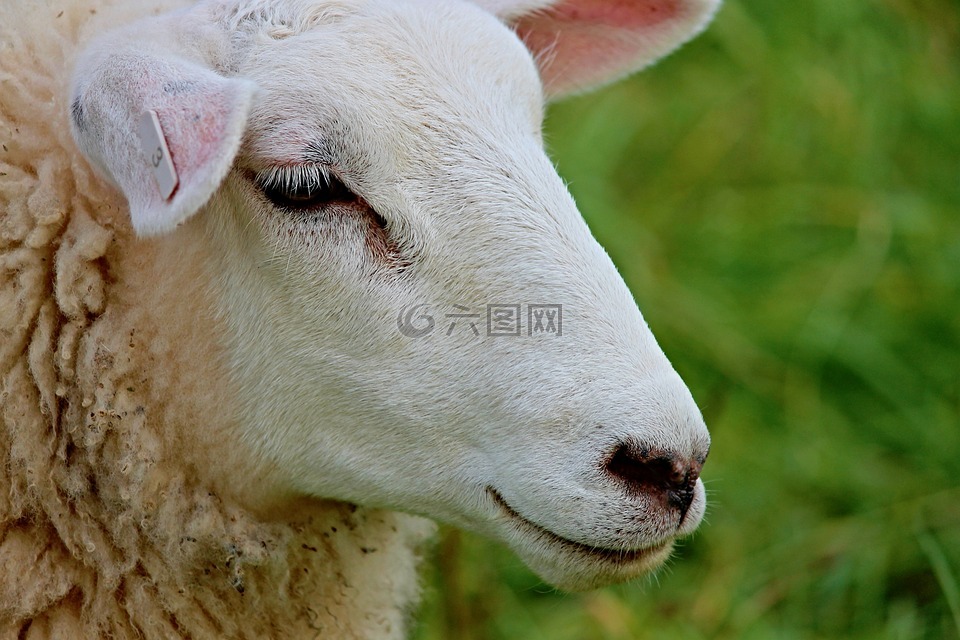 羊,肖像,羊头