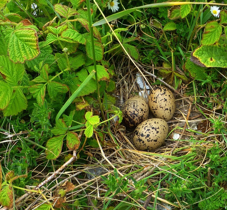 蛋,鸟蛋,鸟巢