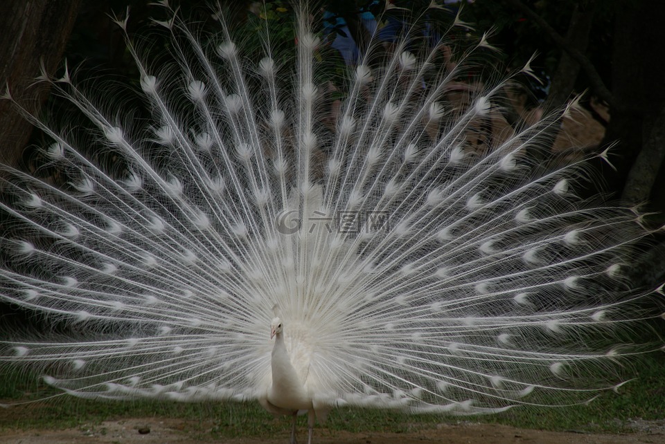 白孔雀,传播的尾巴,羽毛