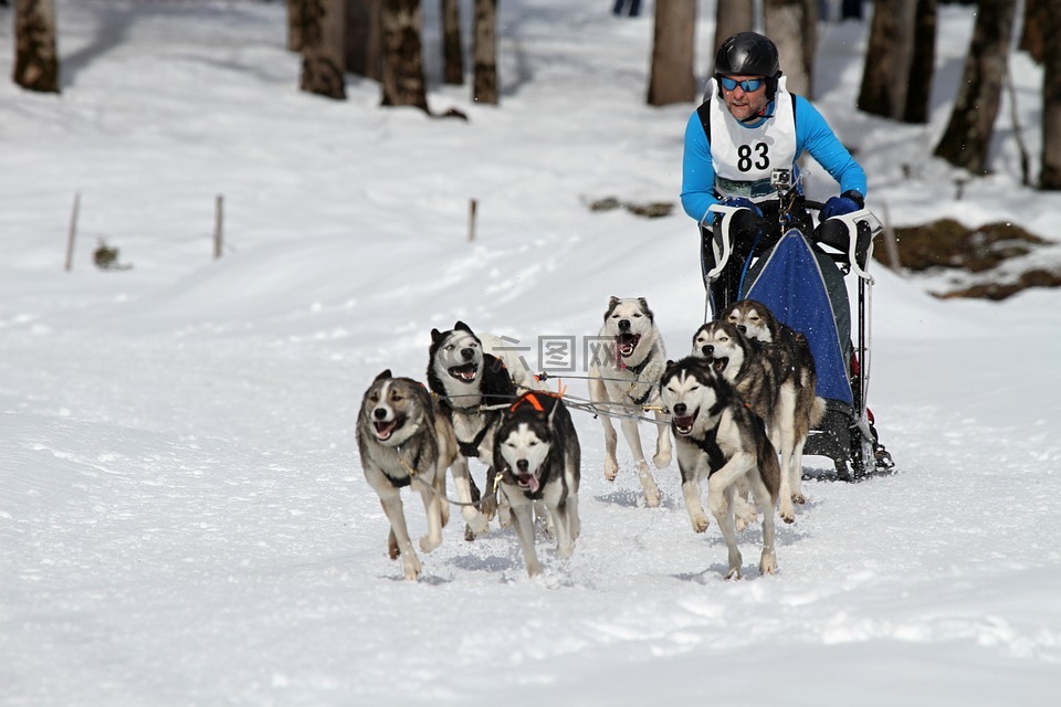 雪橇狗比赛,musher,竞争