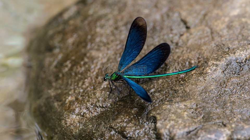 蜻蜓,中国,地质公园