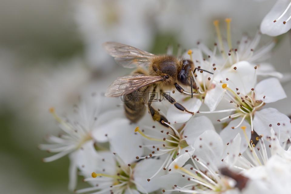 蜜蜂,春天,授粉