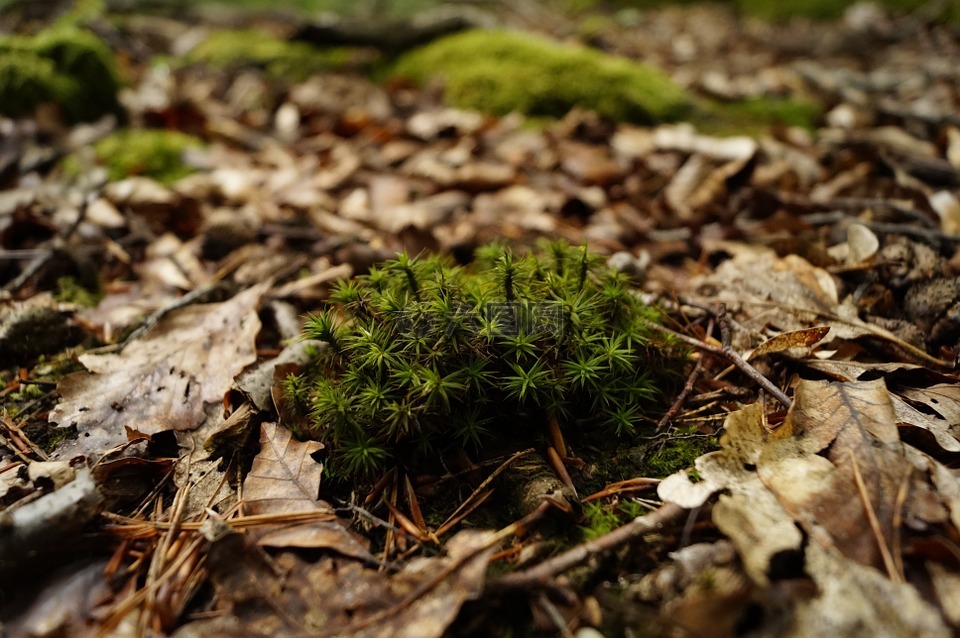 moss,森林,发育不全