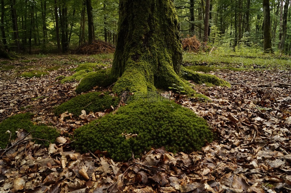 moss,木材,长满青苔