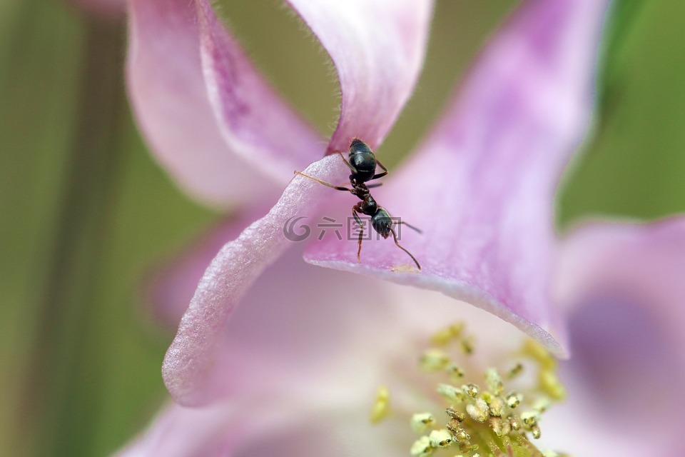 蚂蚁,一朵花里,奥尔利克