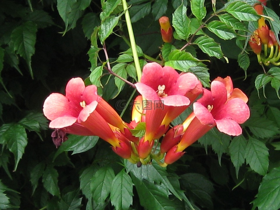 孟加拉小号藤,红色的花,攀爬花卉