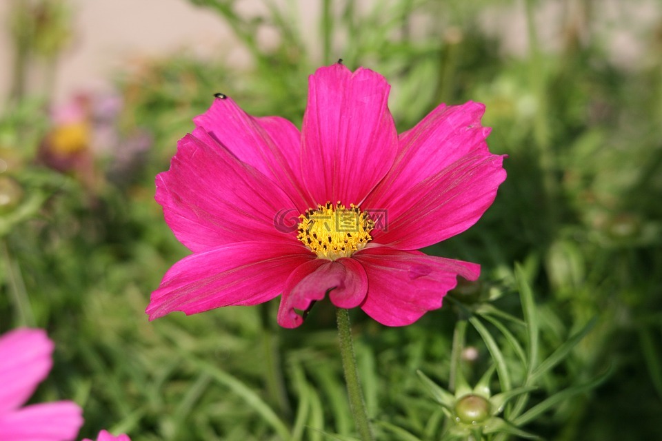 粉红色的花,粉红色,夏季高清图库素材免费下载(图片编号:7259939)