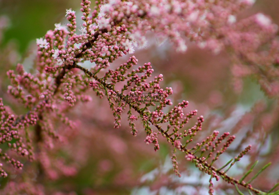 粉红色,绿色,春天