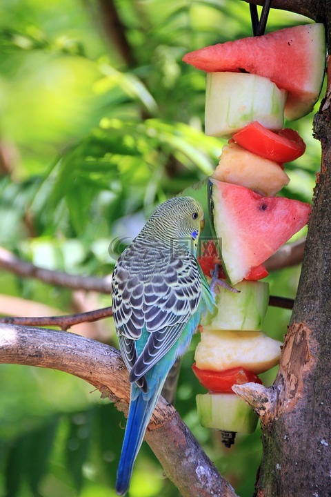 动物,鸟,水果
