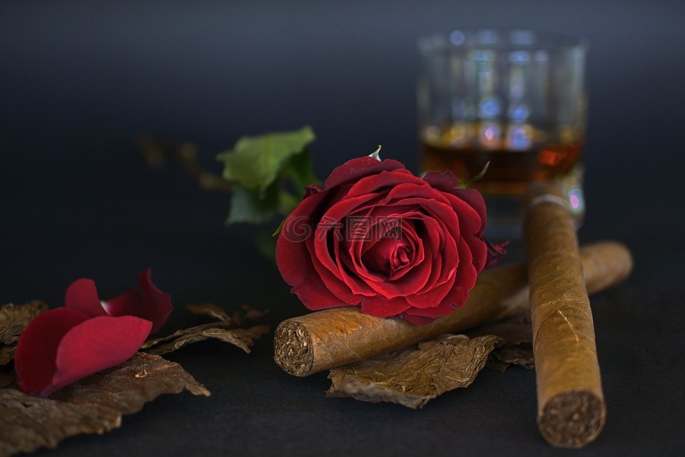 玫瑰,红玫瑰,雪茄