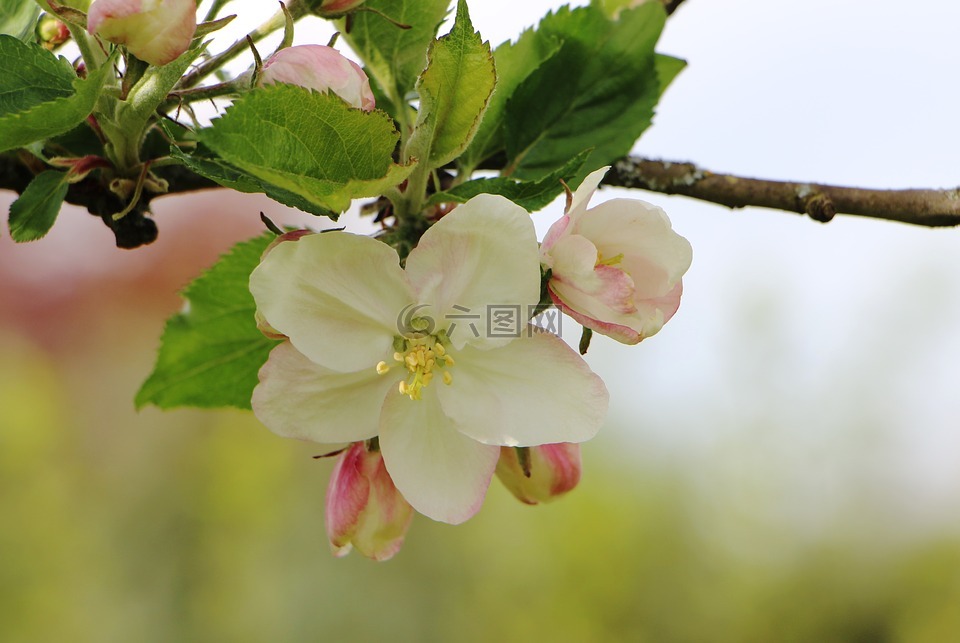 开花,苹果树,树