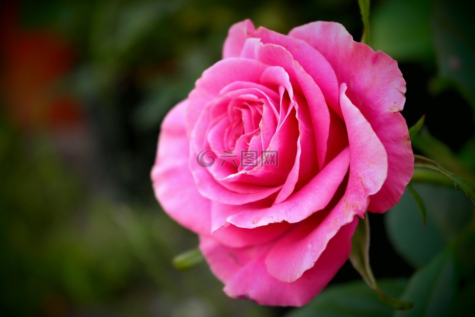 玫瑰,花,粉红色的爱