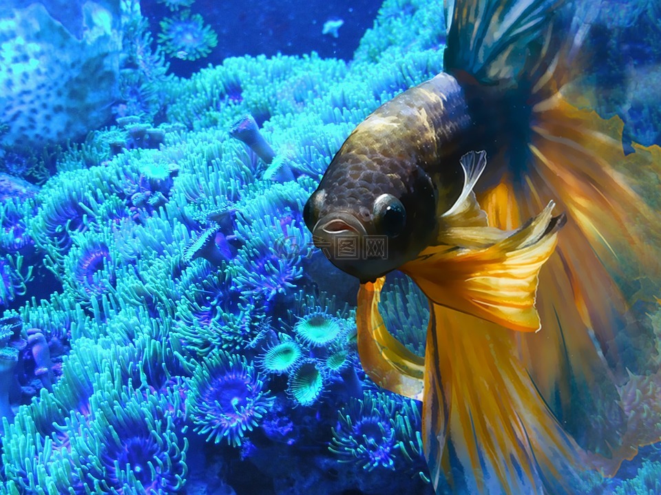 鱼,水下,水族馆