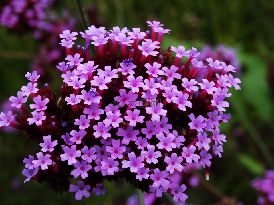 花,紫色,小