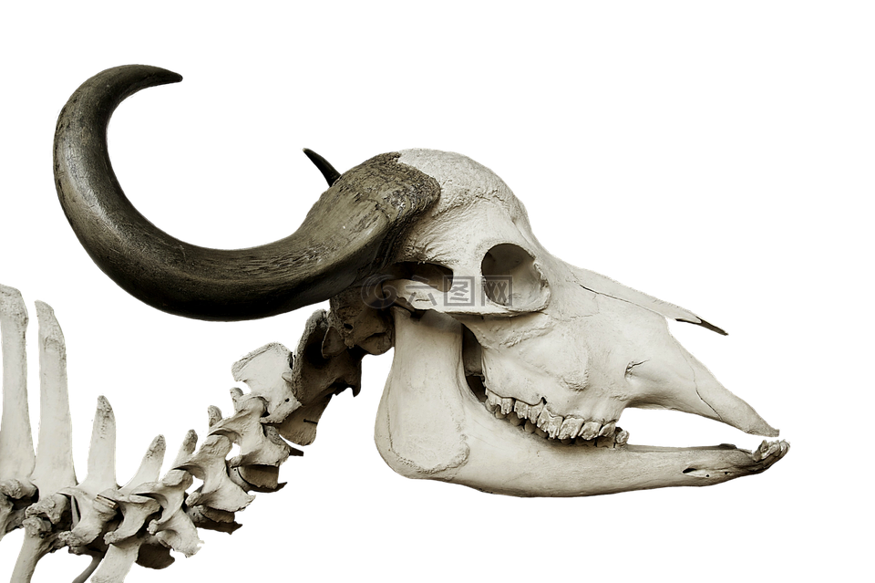 牛头骨 头骨 非洲水牛高清图库素材免费下载 图片编号 六图网