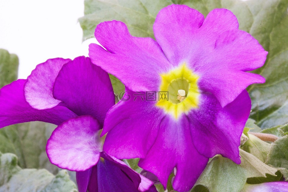 报春花,报春花寻常的混合,紫