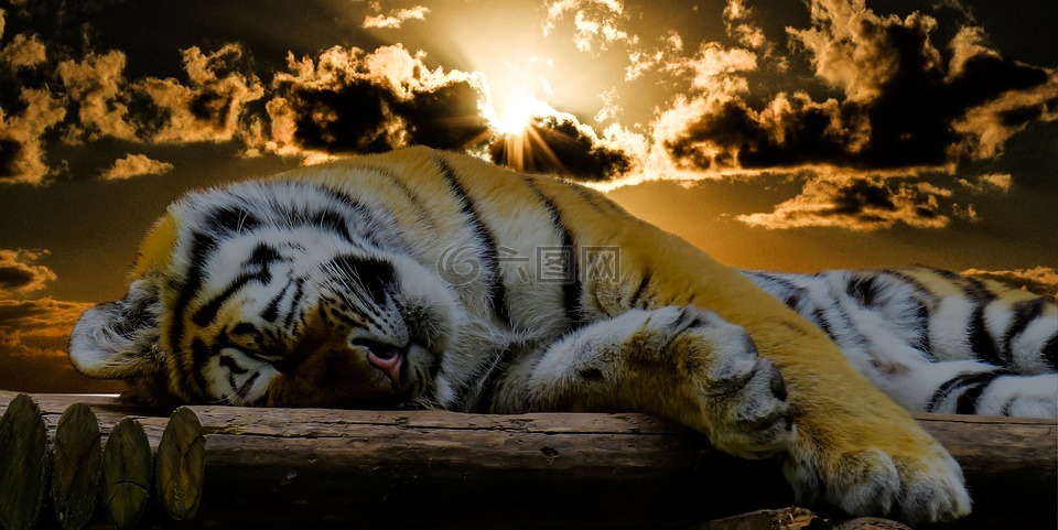 虎,睡眠,休息