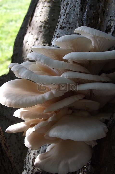 菌类,树,蘑菇