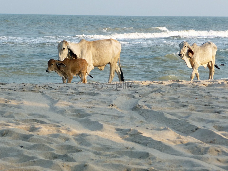 奶牛,海滩,泰国