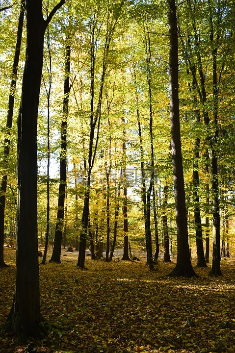 森林,秋,颜色