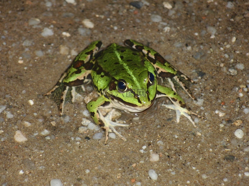 青蛙,动物,绿色