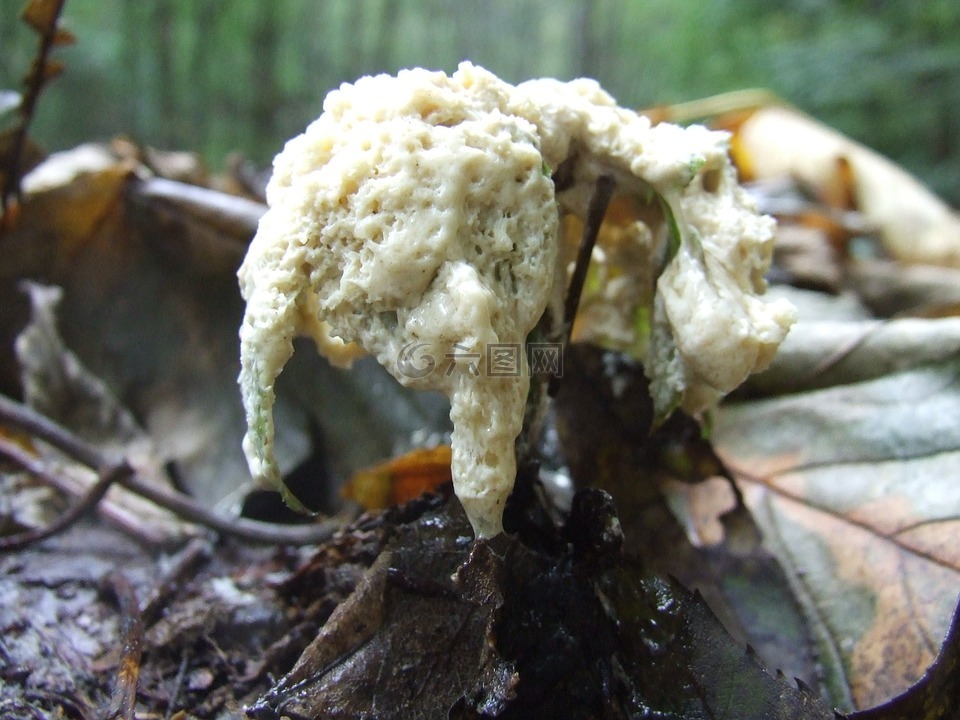 蘑菇,nyákgomba,秋季