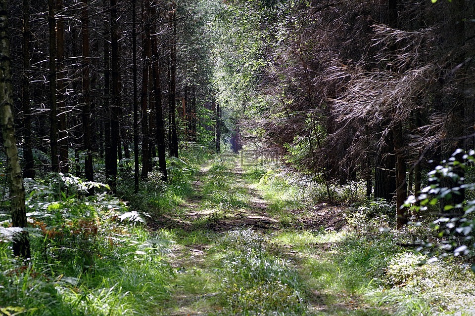 森林,路径,leśna