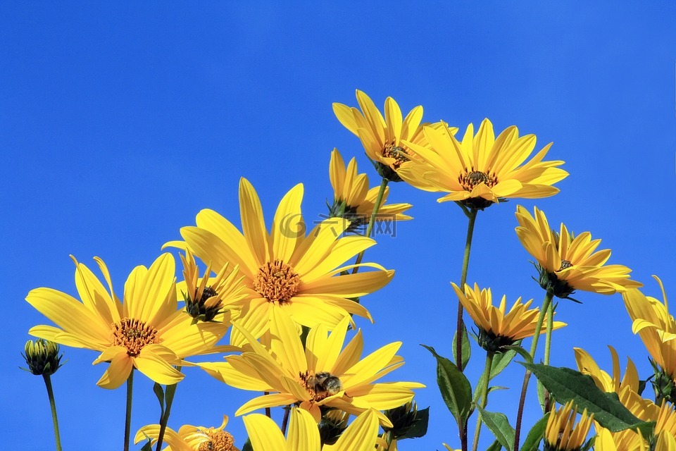 菊芋,黄色花,蓝蓝的天空