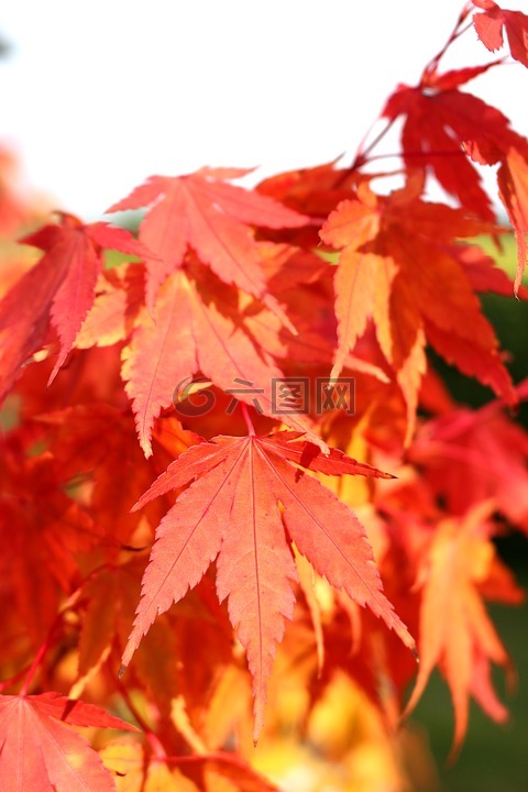 红叶,秋天的落叶,秋天的颜色