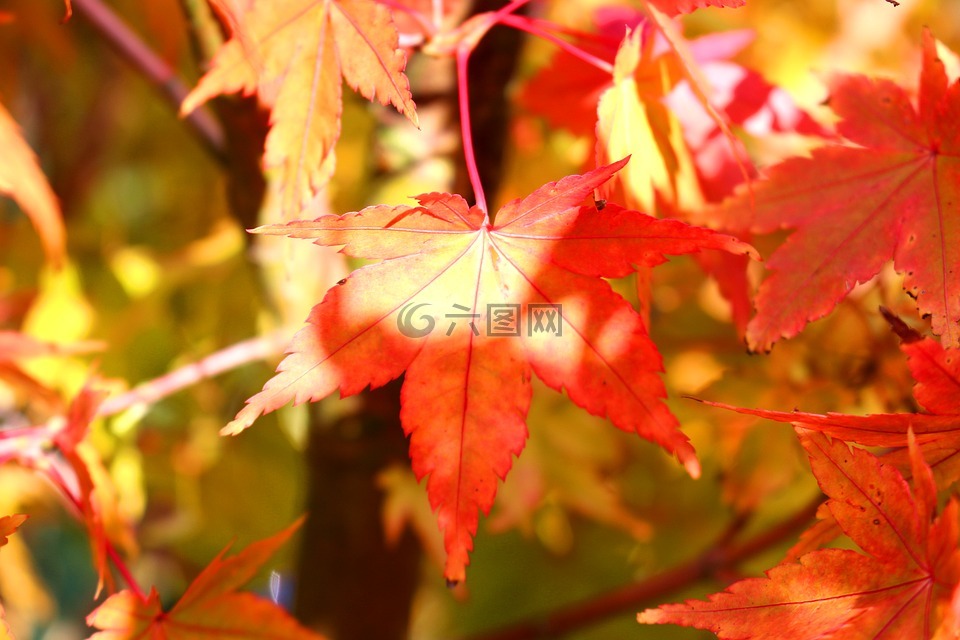 红叶,秋天的落叶,秋天的颜色