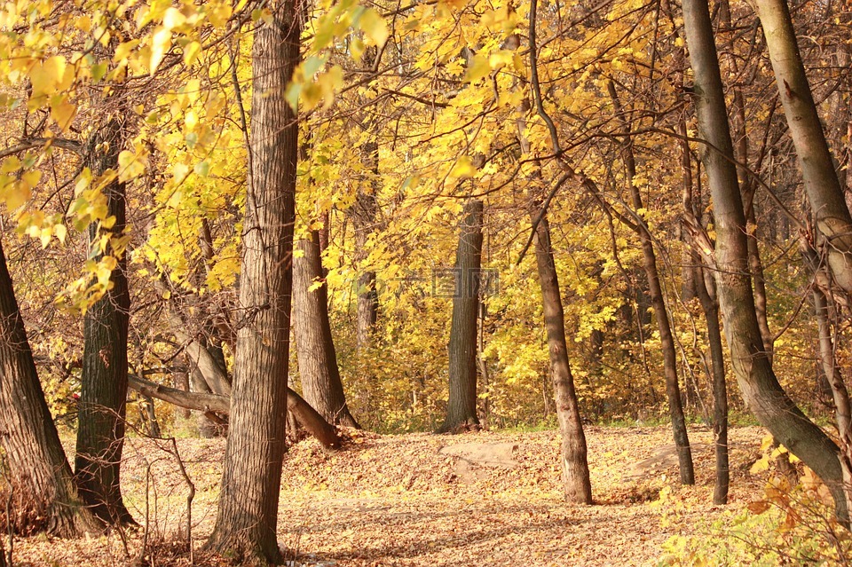 秋季森林,listopad,金色的秋天