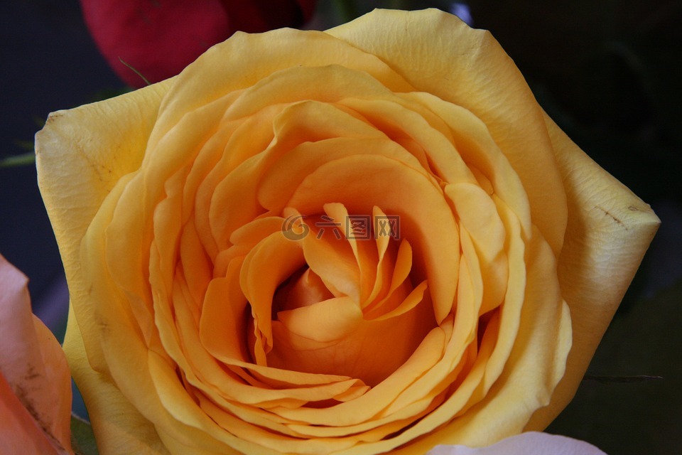 黄玫瑰,近黄色玫瑰,花