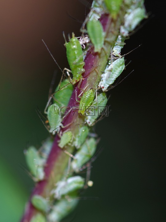 greenfly,害虫,bug