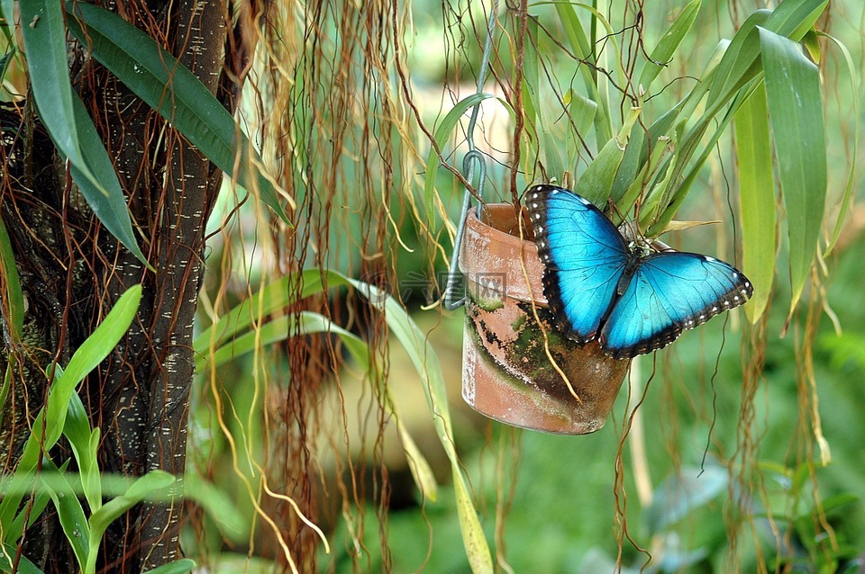 蓝蝶,蝴蝶,野生动物