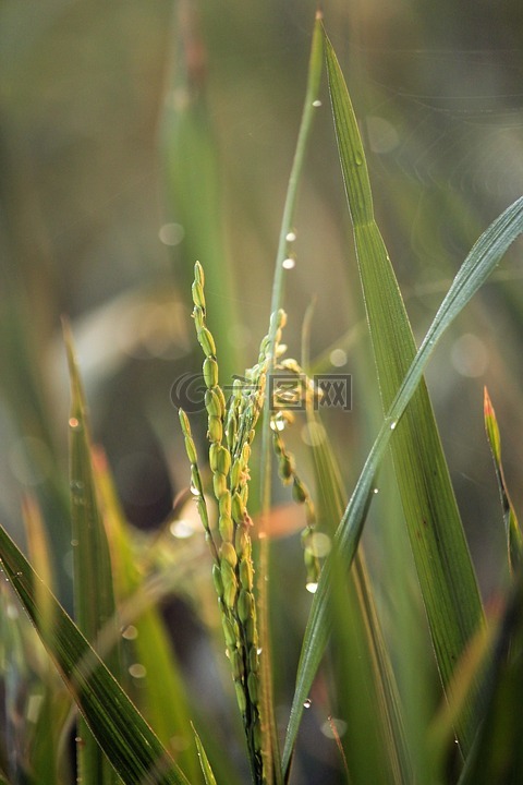 水稻植株,稻田,水稻