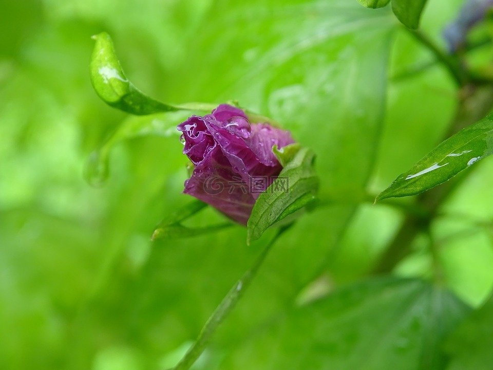 槿,芽,紫色