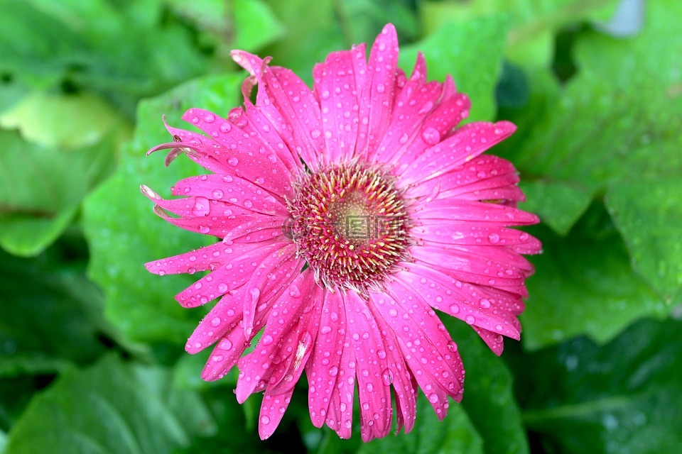 粉红色的gerber雏菊,雏菊,粉红色