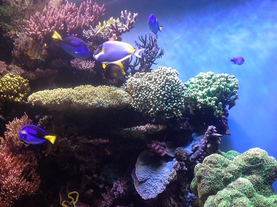 珊瑚礁,珊瑚,水族馆