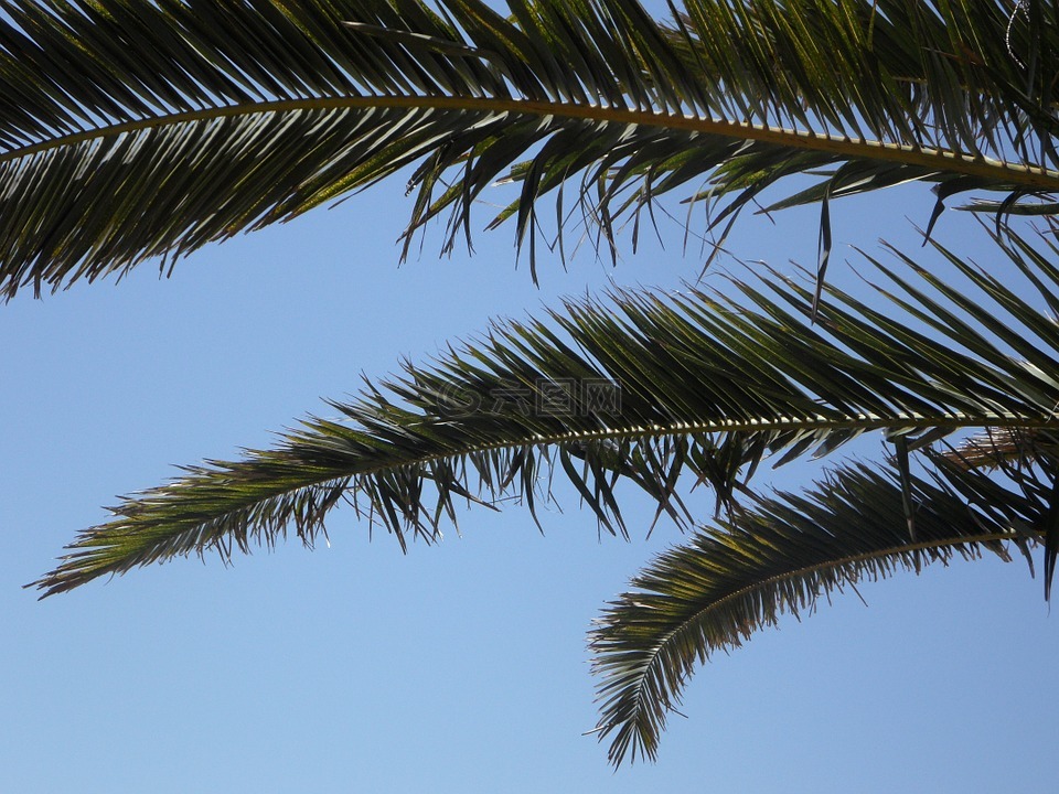 棕榈,天空,棕榈叶