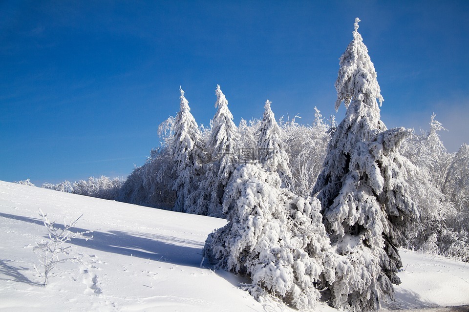 冬天,雪,寒冬