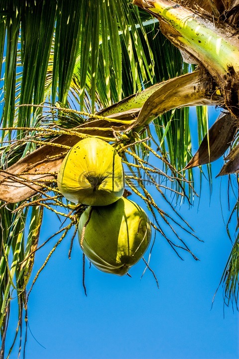 椰子,椰子树