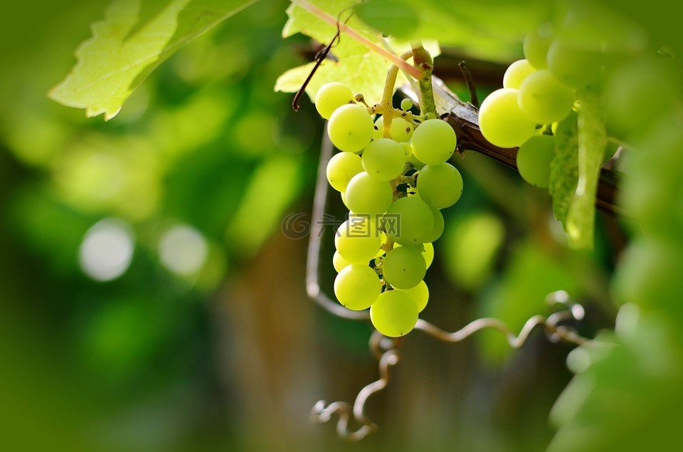 葡萄,葡萄种植,绿葡萄