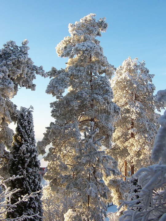 白,松,雪