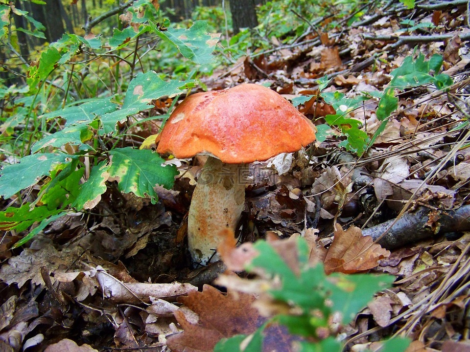 红菇,野生蘑菇,性质