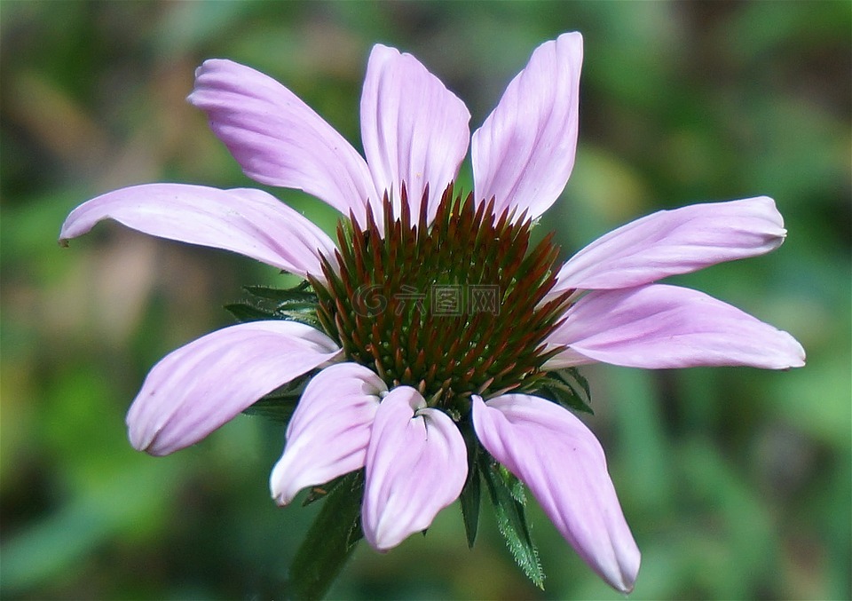 紫锥花,coneflower,花