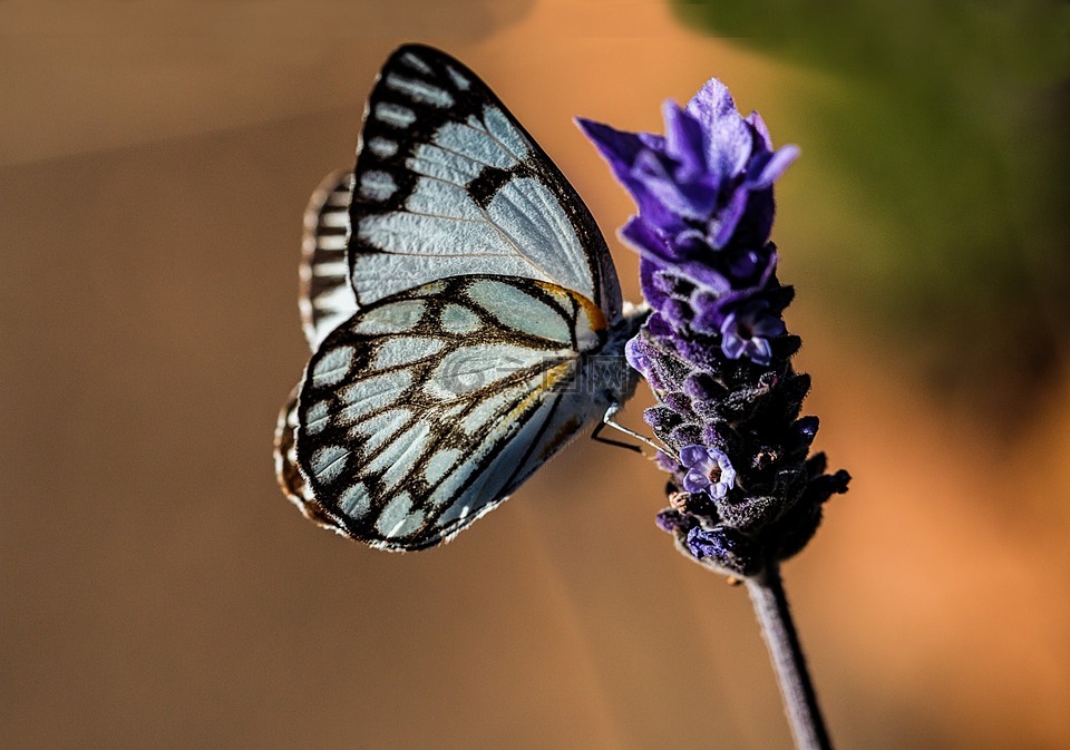蝴蝶,蓝色,自然