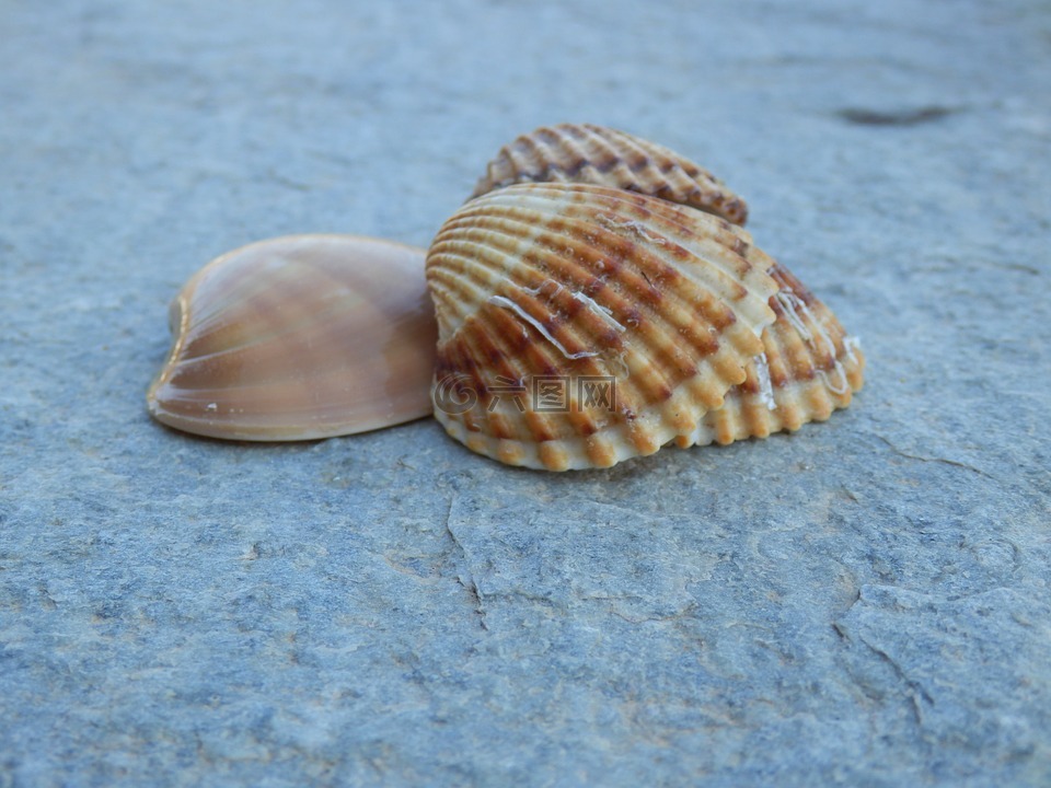 贝壳,海上生活,海洋