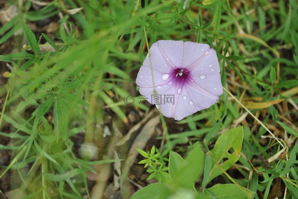 紫色的牵牛花,花区域,花