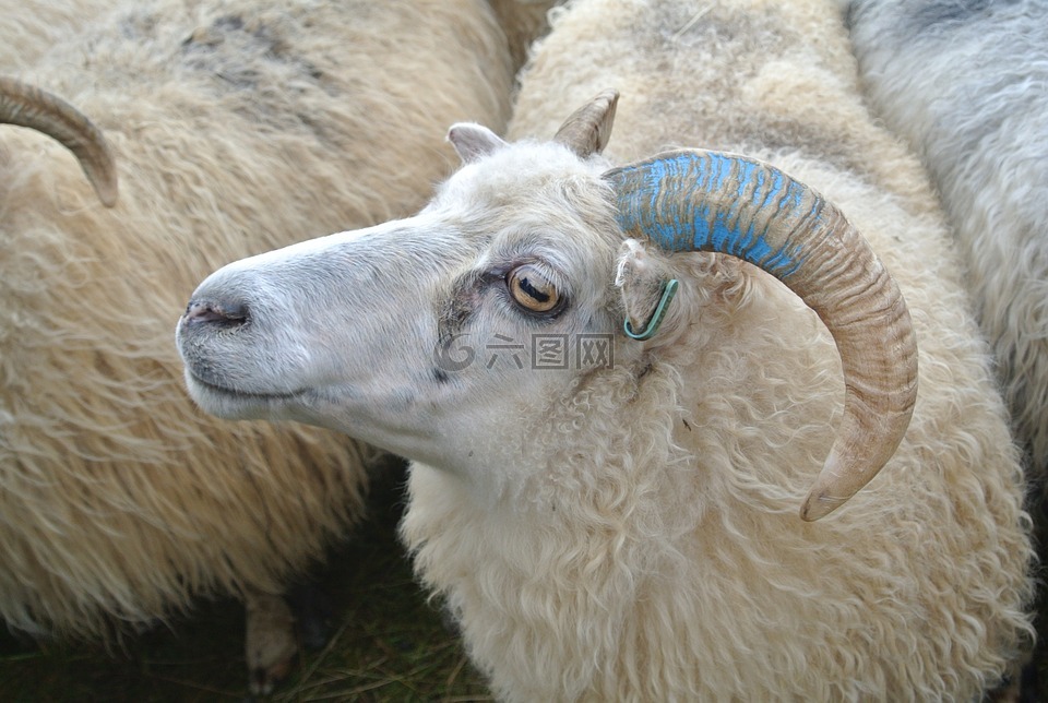 牧羊,牧养,5 月